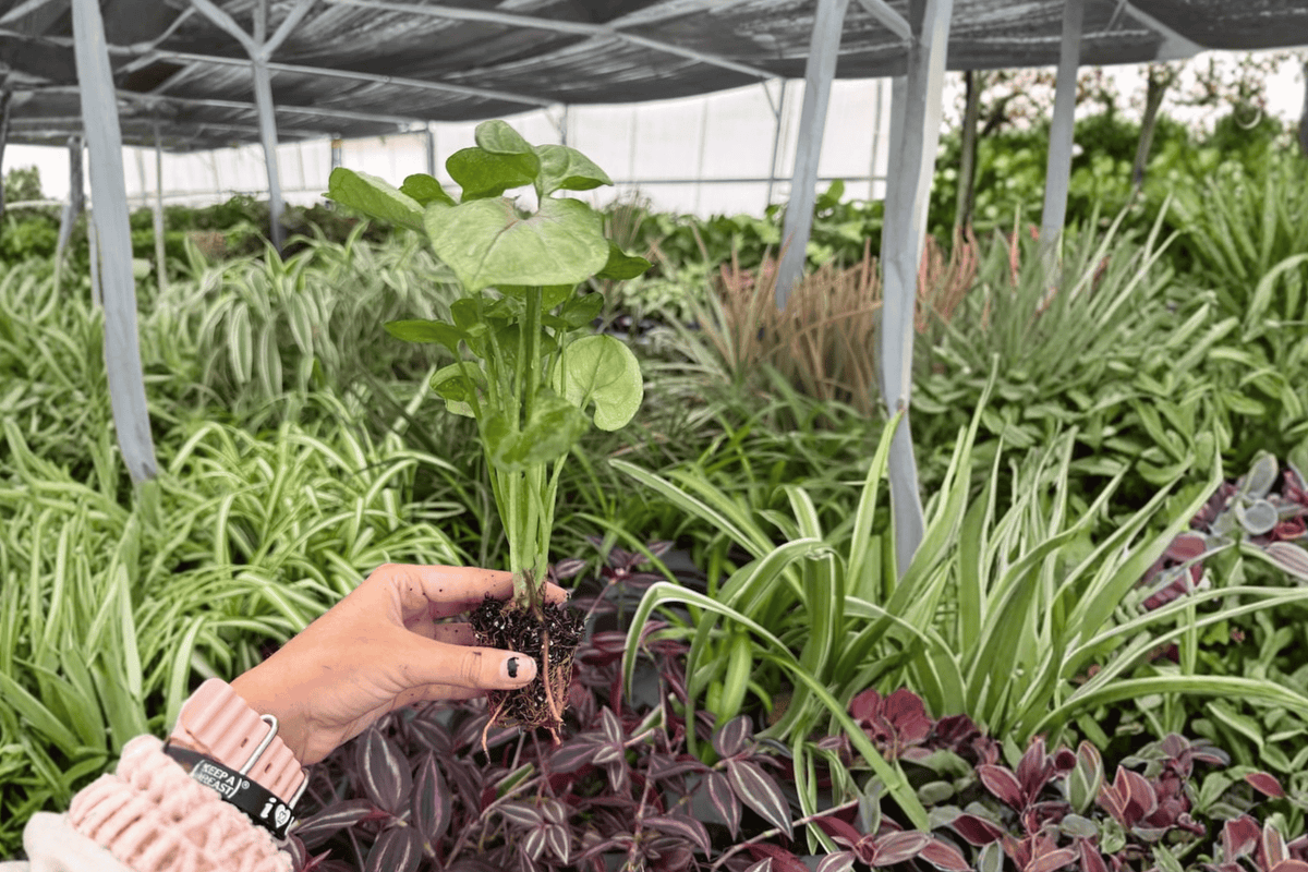 Syngonium Mango Allusion Starter Plants (2) in Plugs - Exact Live Plants