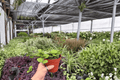 Hoya Mathilde Splash 2 Live Plants in 4-Inch Pots