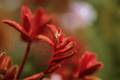 Landscape Scarlet Kangaroo Paw - 1 Gallon Live Plant (Anigozanthos flavidus Hybrid)