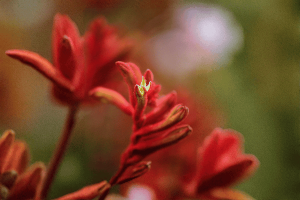 Landscape Scarlet Kangaroo Paw - 1 Gallon Live Plant (Anigozanthos flavidus Hybrid)