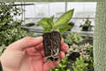 Dieffenbachia Starbright Starter Plants (2) – Unrooted 2-Inch Pots, Protected Soil Pods
