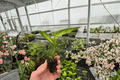 Dieffenbachia Starbright Starter Plants (2-inch Pots) – 2 Live Plants