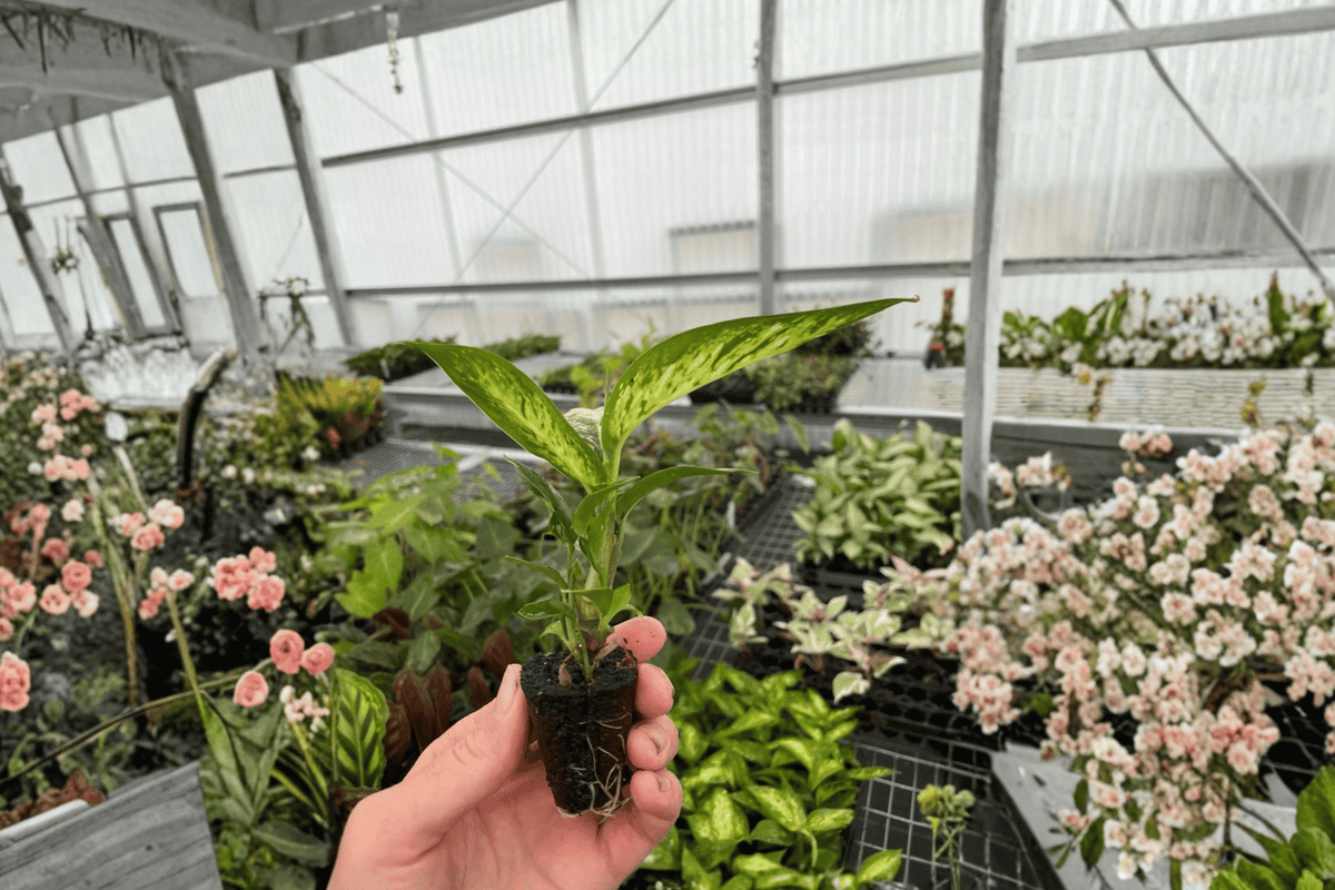 Dieffenbachia Starbright Starter Plants (2-inch Pots) – 2 Live Plants