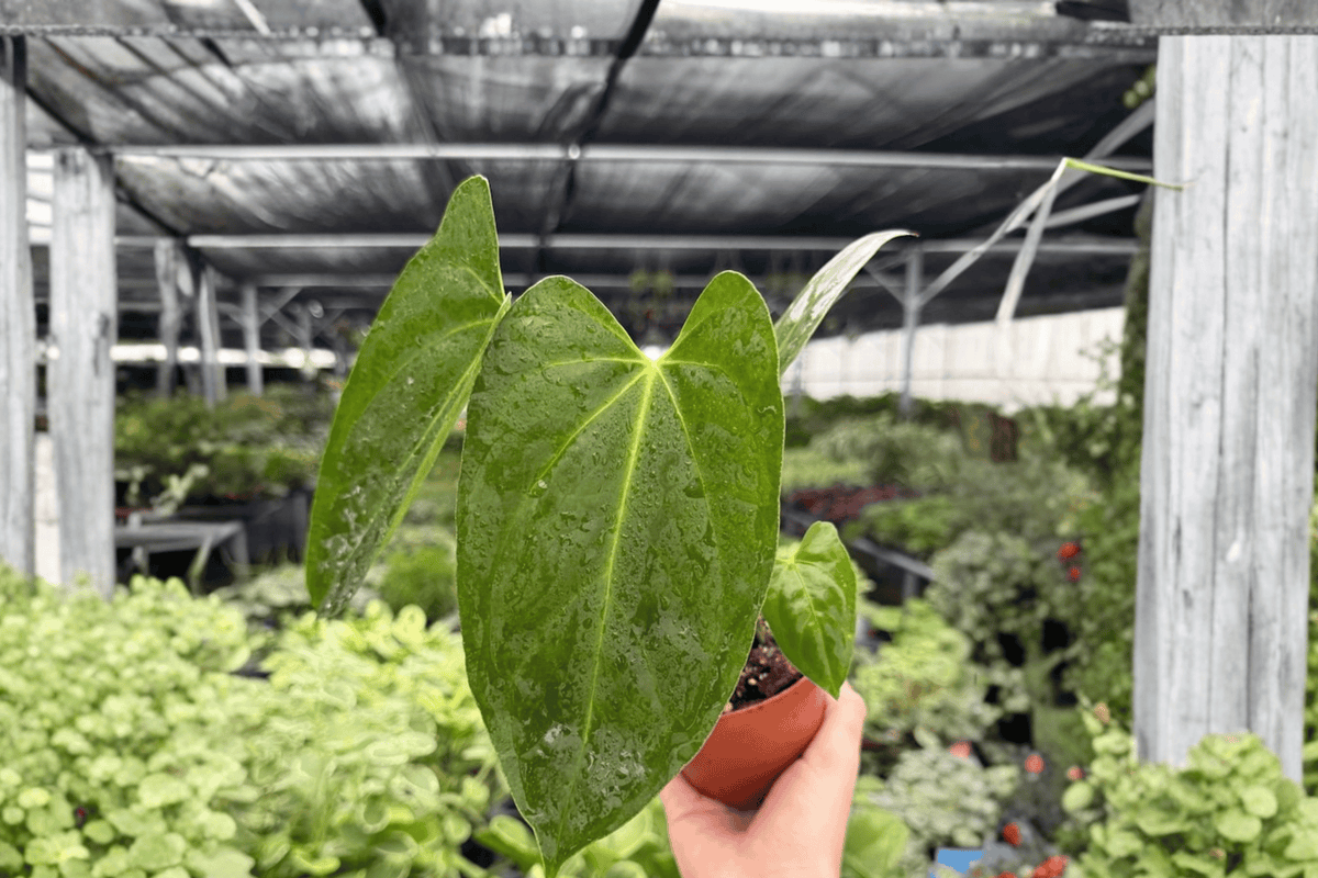Anthurium Hoffmannii × Red Gunsal Live Plants — 4-Inch Pot (2 Pack)