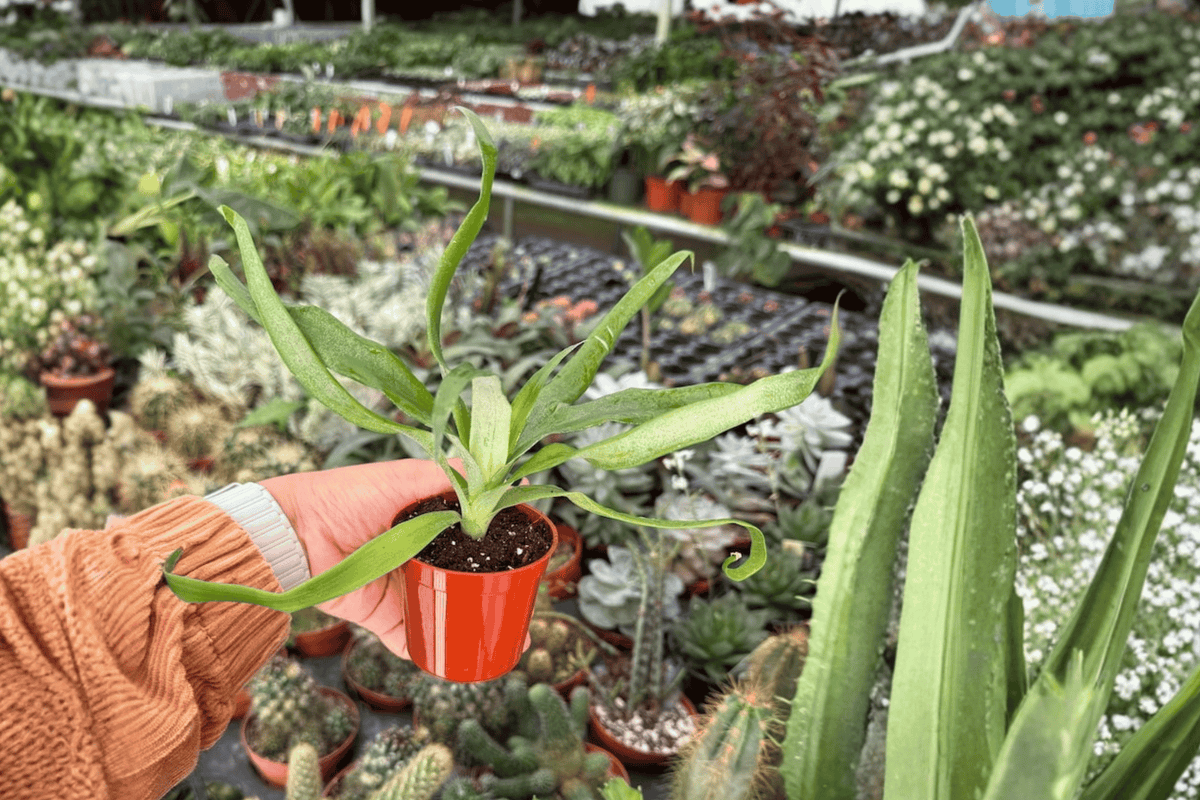 Sugarloaf Pineapple 2 Live Starter Plants – Ananas comosus | Bare Root, 2-Inch Pot Format