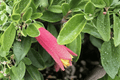 Correa Carmine Bells Australian Fuchsia (Carmine Bells) - 1 Gallon Live Plant