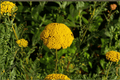 Coronation Gold Fernleaf Yarrow (Achillea 'Coronation Gold') - 4-Inch Pot