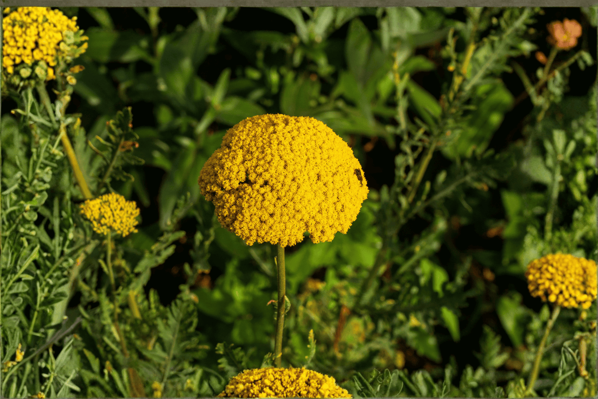Coronation Gold Fernleaf Yarrow (Achillea 'Coronation Gold') - 4-Inch Pot