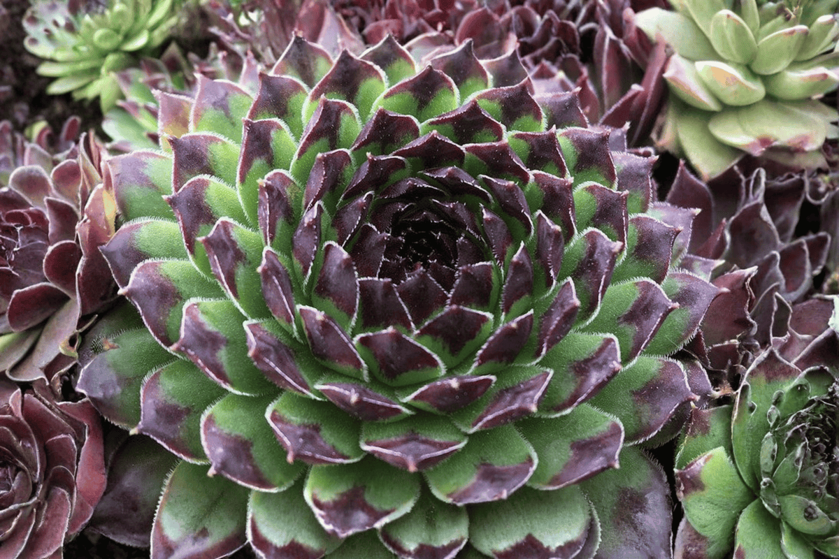 Chick Charms Appletini Hens and Chicks Sempervivum - 1 Live Plant in 4-Inch Pot
