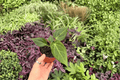 Anthurium Stickly x Guna Yala - 2 Live 4-Inch Pot Plants (Potted)