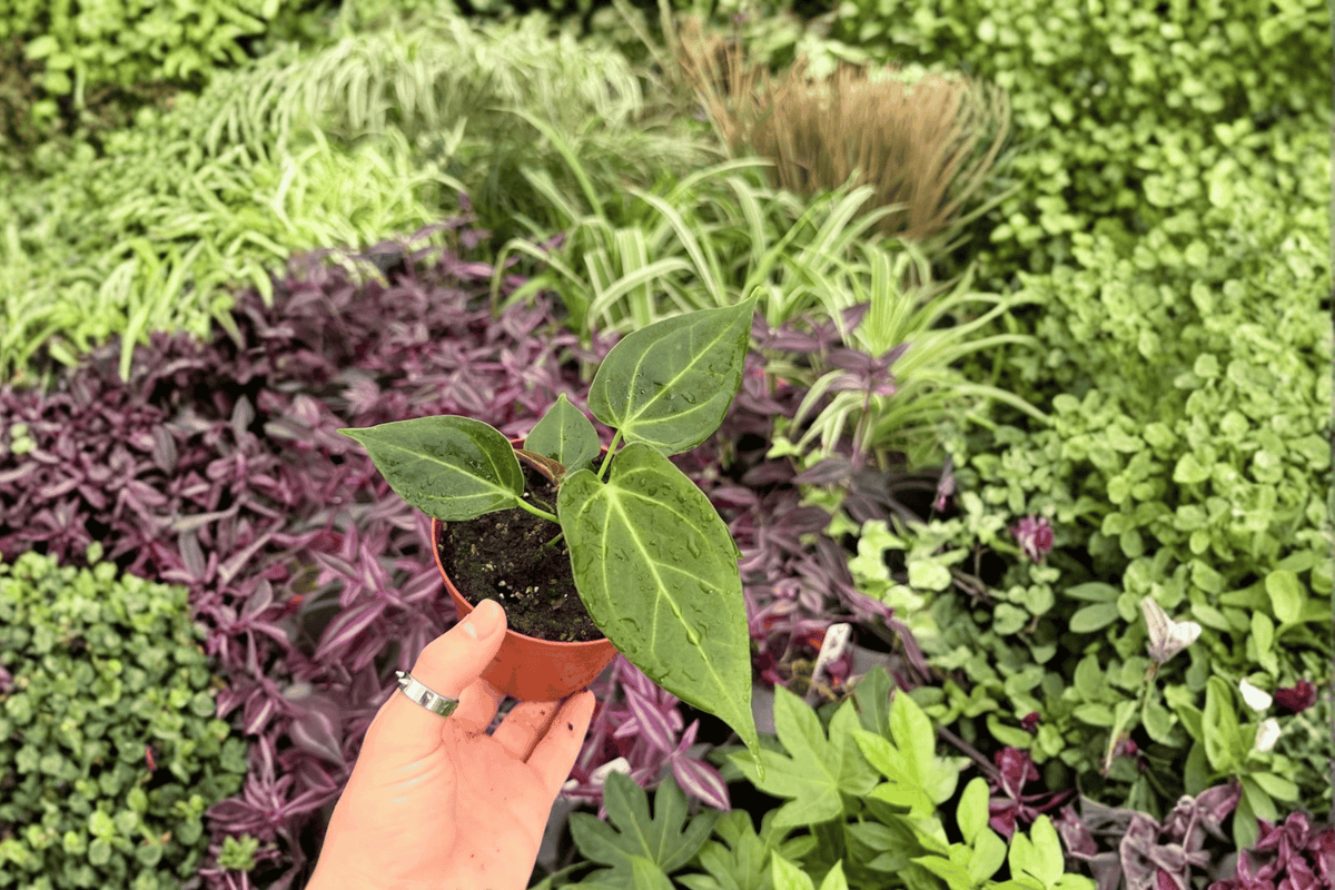 Anthurium Stickly x Guna Yala - 2 Live 4-Inch Pot Plants (Potted)