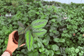 Calathea Beauty Star Goeppertia ornata ‘Beauty Star’ - 2 Live Plants in 4-Inch Pots