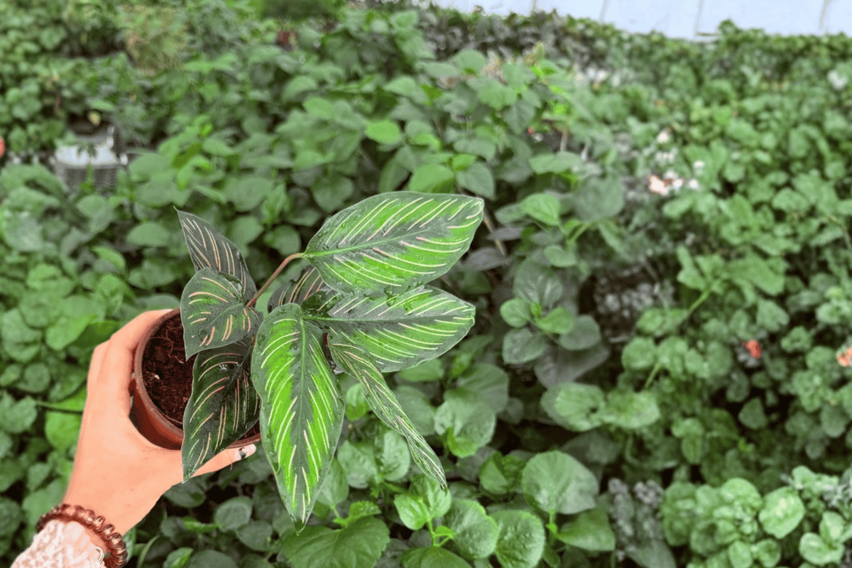 Calathea Beauty Star Goeppertia ornata ‘Beauty Star’ - 2 Live Plants in 4-Inch Pots