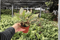 Peperomia Ginny (Peperomia clusiifolia ‘Ginny’) - 2 Live Plants in 4-Inch Pots