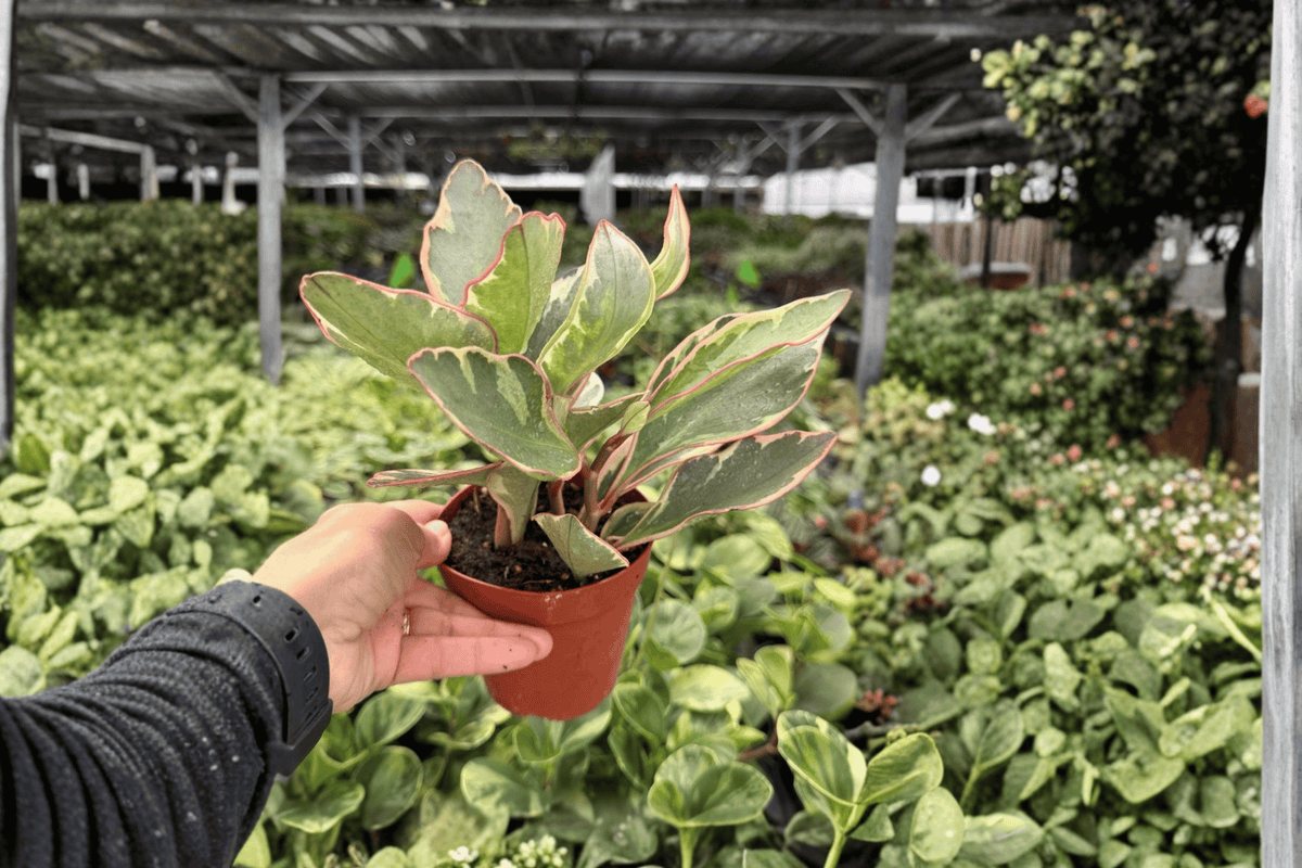 Peperomia Ginny (Peperomia clusiifolia ‘Ginny’) - 2 Live Plants in 4-Inch Pots