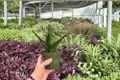 Aloe Black Gem 2 Live Plants in 4-Inch Pots | Exact Plants Shipped Potted
