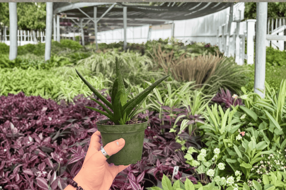 Aloe Black Gem 2 Live Plants in 4-Inch Pots | Exact Plants Shipped Potted