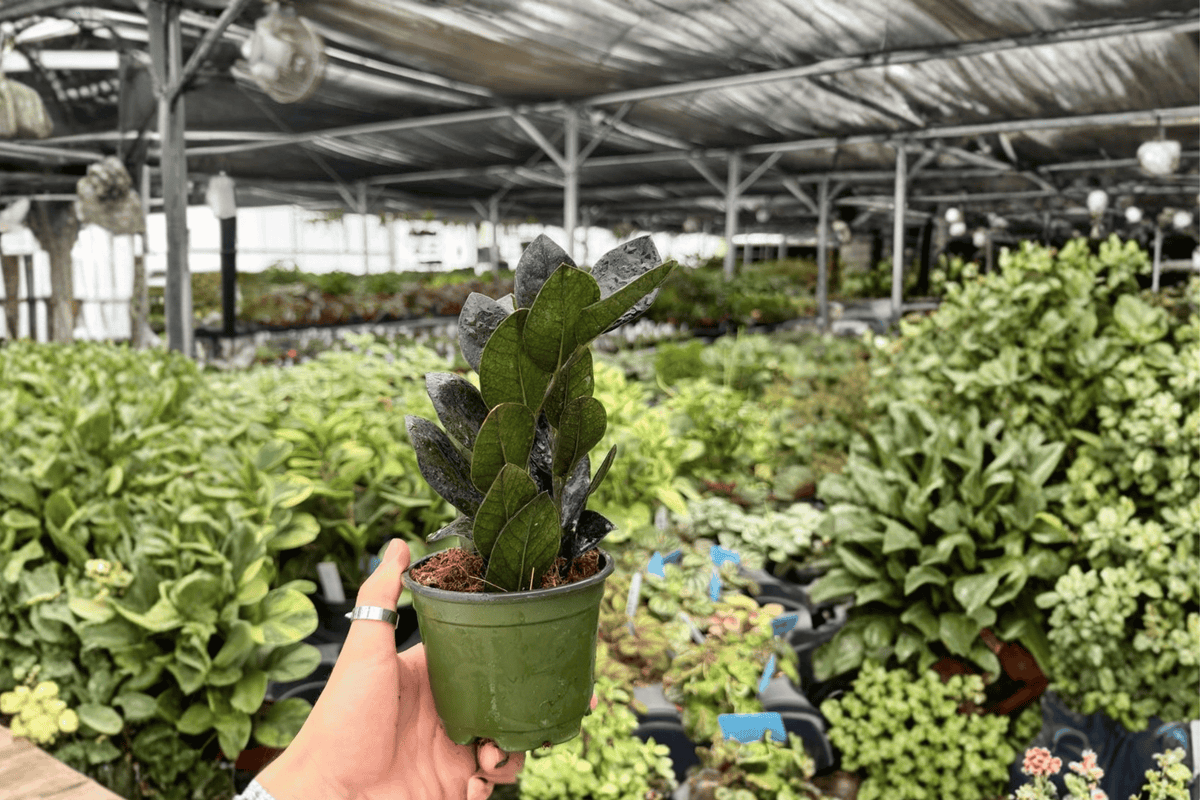 ZZ Black Queen (Zamioculcas zamiifolia 'Black Queen') - 2 Live Plants in 4-Inch Pots