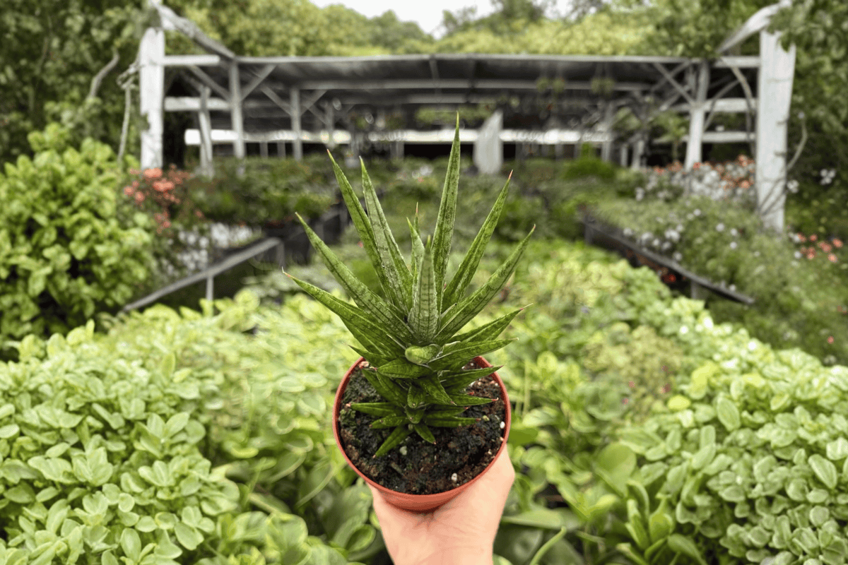 Sansevieria Francisii (Dracaena francisii) - 2 Live Plants in 4-Inch Pots