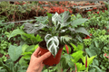 Calathea Stella 2-Plant Exact Specimens in 4" Pot — Live Tropical Foliage