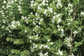 White Creeping Thyme Albiflorus Thyme Praecox 4-Inch Pot - 1 Live Plant