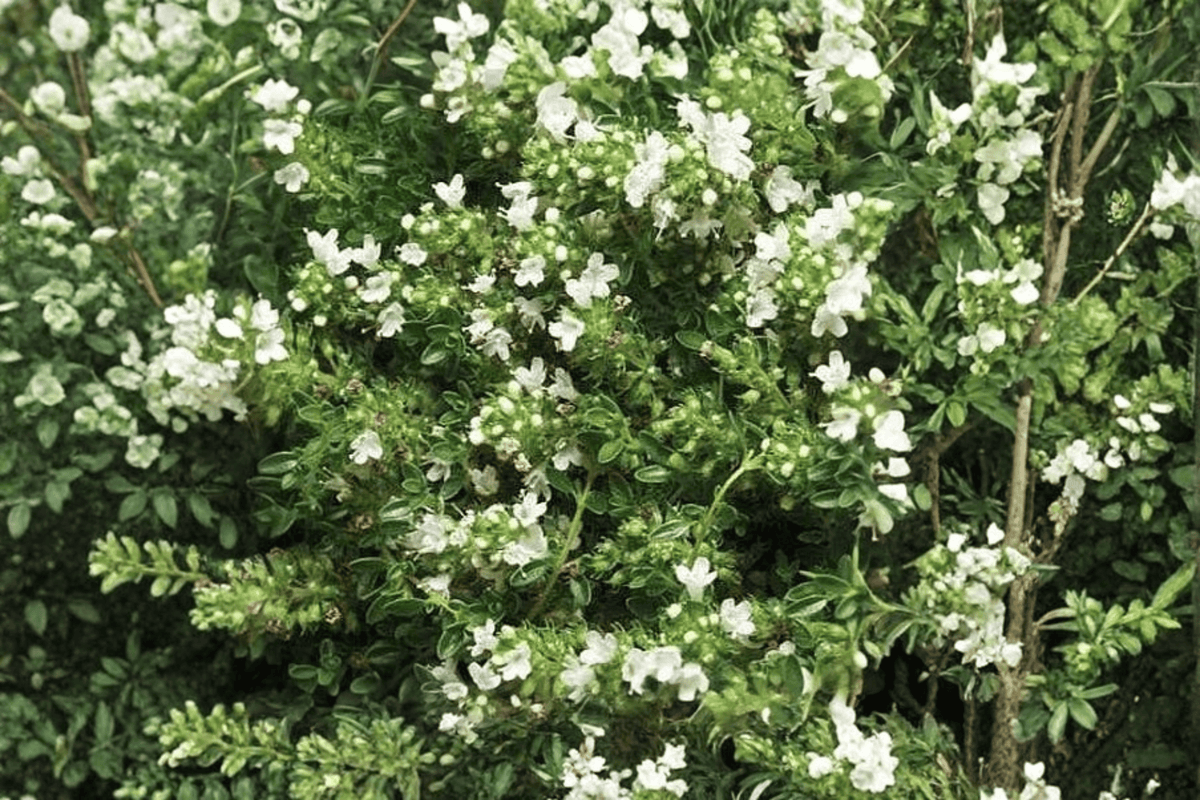 White Creeping Thyme Albiflorus Thyme Praecox 4-Inch Pot - 1 Live Plant
