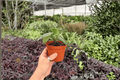 Peperomia maculosa — 2 Live Plants in 4-Inch Pots (Exact Plants Pictured)