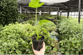 Alocasia Frydek (Green Velvet) 2 Live Plants in 4-Inch Pots – Alocasia micholitziana 'Frydek'