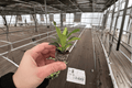 Crown of Thorns Maxi Helena Starter Plants (2) Euphorbia milii ‘Maxi Helena’ Bare-Root
