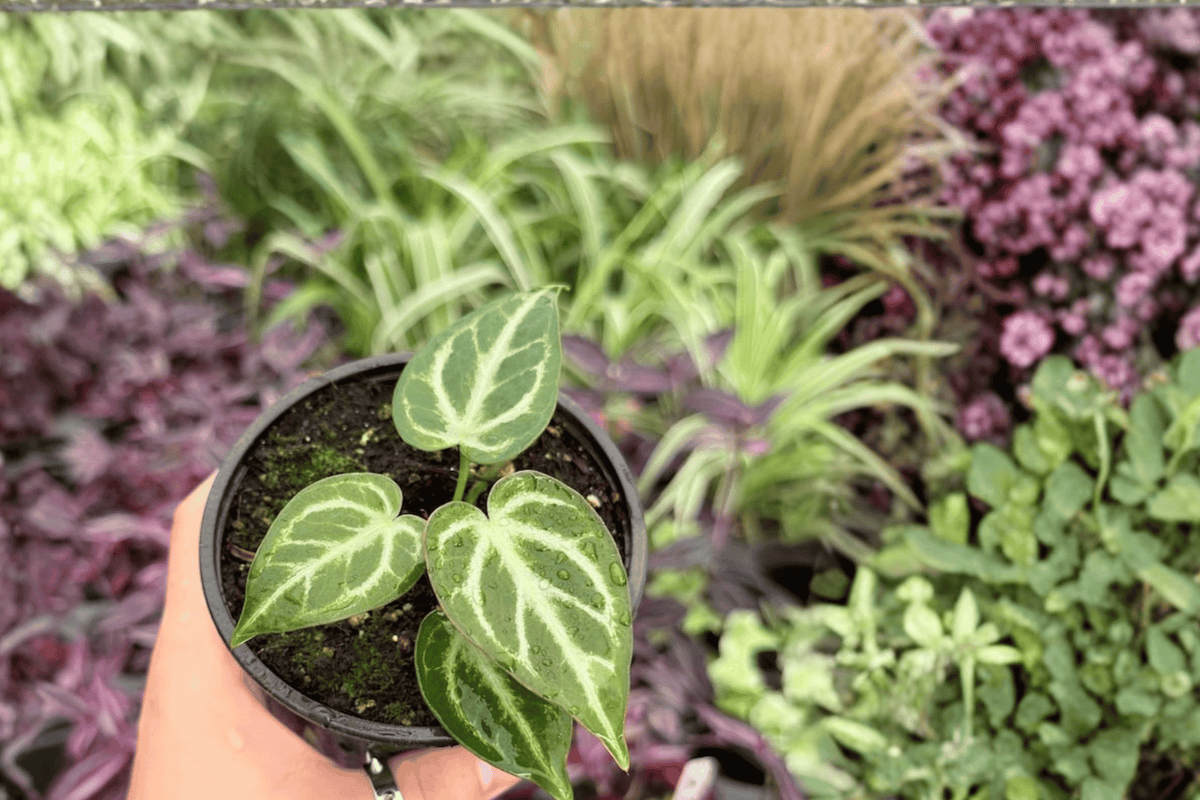 Anthurium Silver Hope x Hoffmanii 2 Live Plants in 4-Inch Pots