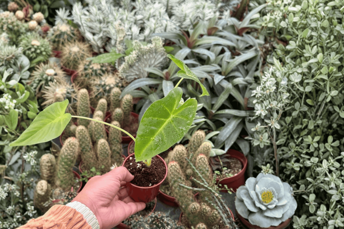 Alocasia Lutea (Alocasia macrorrhizos ‘Lutea’) - 2 Live Starter Plants, 2-Inch Nursery Size, Bare Root