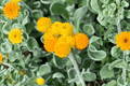 Desert Flame Yellow Buttons – 1 Live Plant in 4-Inch Pot (Chrysocephalum apiculatum 'Desert Flame')