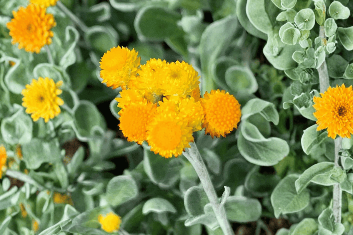 Desert Flame Yellow Buttons – 1 Live Plant in 4-Inch Pot (Chrysocephalum apiculatum 'Desert Flame')