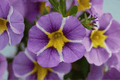 Calibrachoa MiniFamous Uno Violet Star Million Bells — 4-Inch Pot, 1 Live Plant