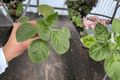 Birth of Galaxy African Violet (Streptocarpus ionanthus) Starter Plants — 2 Live Plants