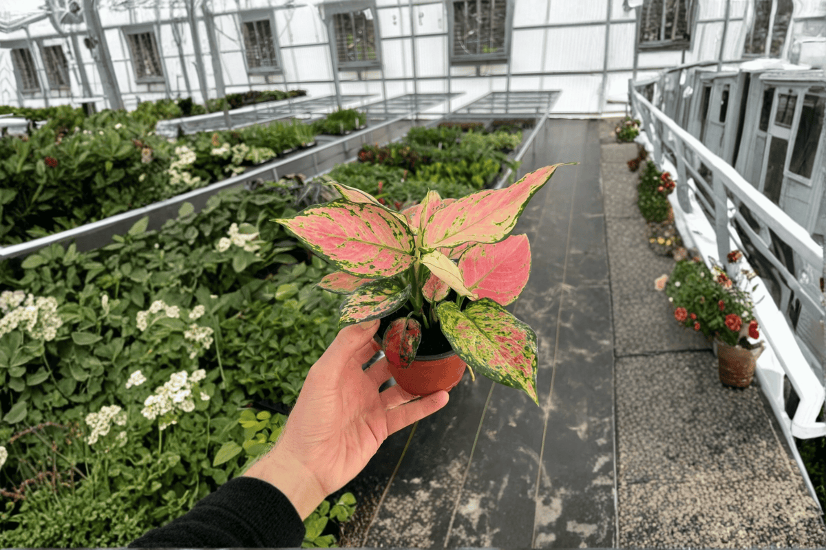 Aglaonema Red Valentine 2-Pack - 4-Inch Pots | Live Tropical Plants