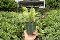 Golden Gate Peperomia obtusifolia 'Golden Gate' - 2 Live Plants in 4-Inch Pots
