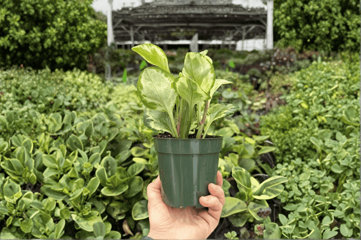 Golden Gate Peperomia obtusifolia 'Golden Gate' - 2 Live Plants in 4-Inch Pots