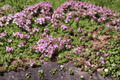 Red Creeping Thyme - Thymus praecox 'Coccineus' | 4-Inch Live Plant