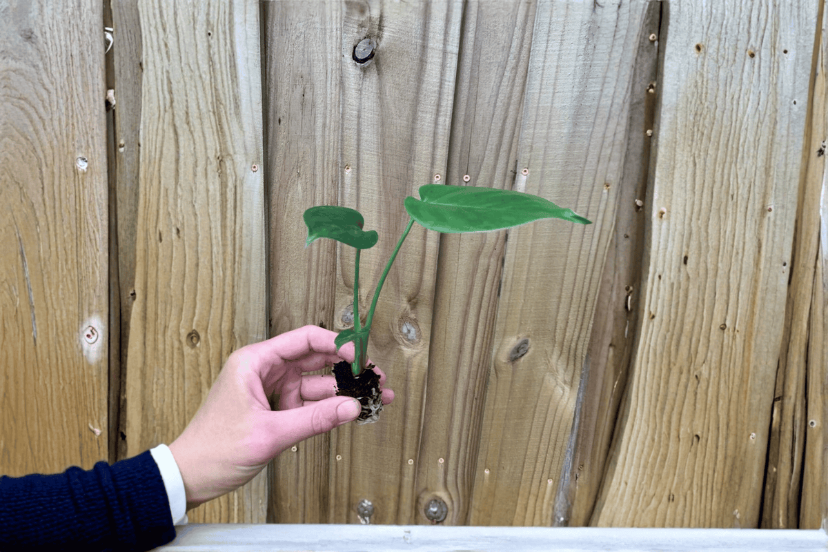 Monstera deliciosa Starter Plants (Swiss Cheese Plant) — 2 Bare-Root Live Plants