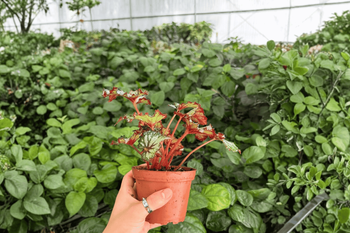 Harmony's Prismatic Blush Begonia – 2 Exact 4-inch Pot Specimens (Uncertain Pot Status)