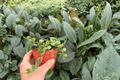 Hoya Curtisii - 2 Live Plants in 4" Pots (Exact Plants)