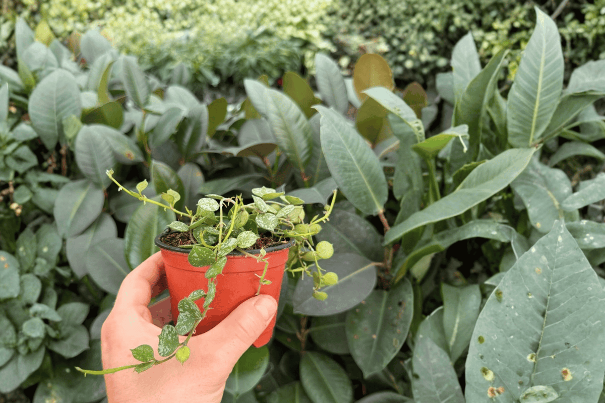 Hoya Curtisii - 2 Live Plants in 4" Pots (Exact Plants)
