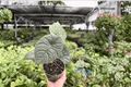 Alocasia Melo Live Plants - 2x 4-Inch Pots | Alocasia melo