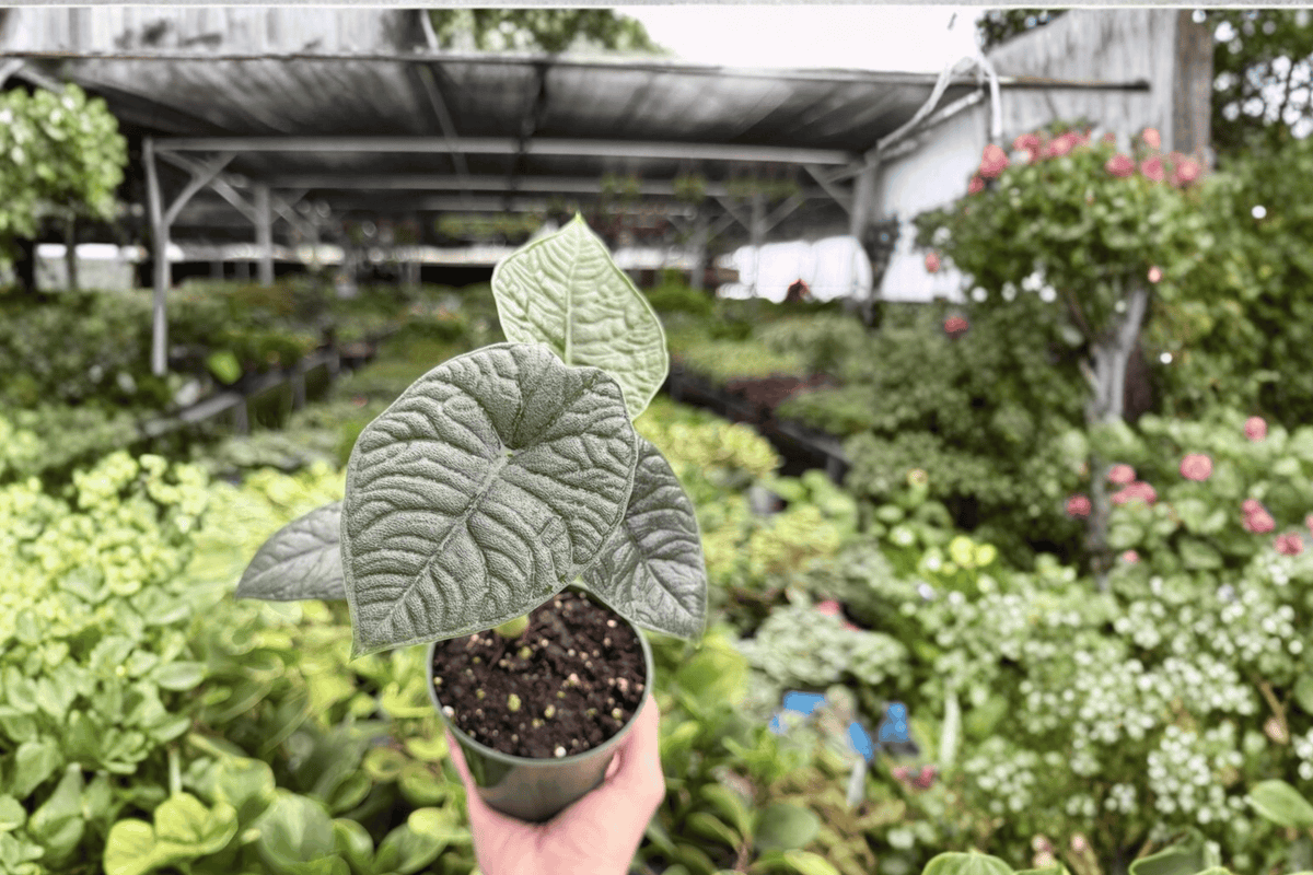 Alocasia Melo Live Plants - 2x 4-Inch Pots | Alocasia melo