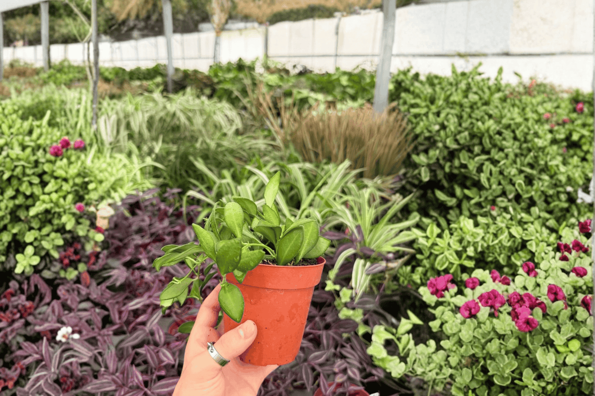 Hoya bilobata - 2 Live Plants in 4-Inch Pots (Exact Plants)