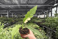 Philodendron Ring of Fire - 2 Live Plants in 4