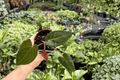 Anthurium Legend x Regale Live Plants - 2 Potted 4-Inch Plants
