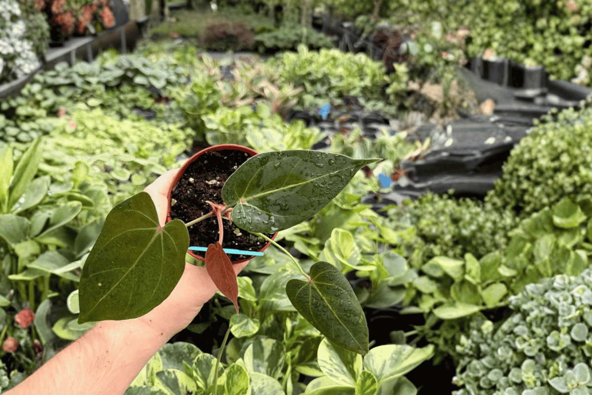 Anthurium Legend x Regale Live Plants - 2 Potted 4-Inch Plants