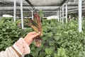 Mammy Croton (Codiaeum variegatum ‘Mammy’) - 2 Exact Live Starter Plants (Bare Root)